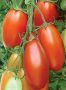 Томат Перст: урожайный «пальчик» для вашего стола