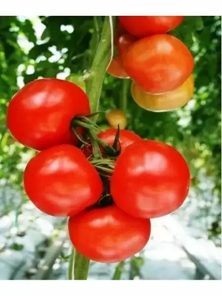 Северный румянец: идеальный томат для холодного климата