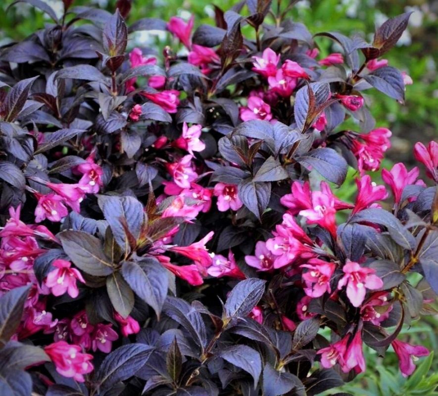 ����� �������: ��� ������� ������ ����� ��� ������ ����