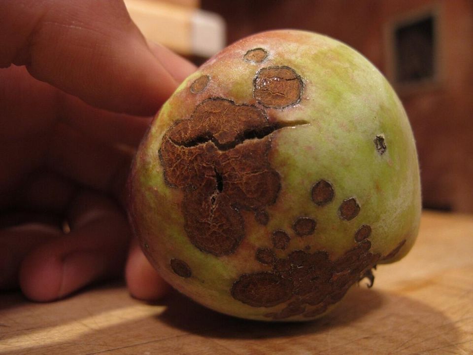 Гнилые яблоки: источник угрозы для сада