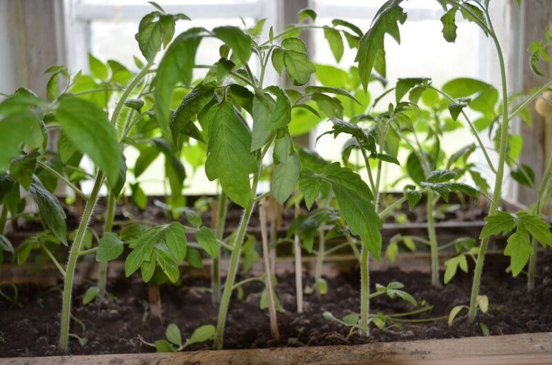 ��� ��������� ������ ����� �������� ����������: ������������ ������