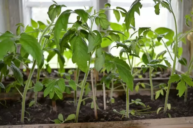 Как сохранить томаты после весенних заморозков: практические советы