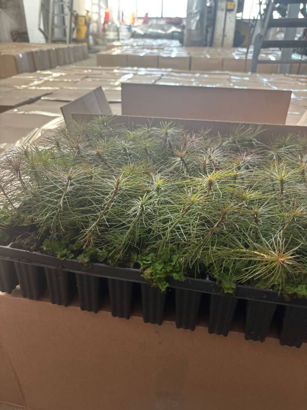 Сегодня в Тольятти приступили к посадке нового леса