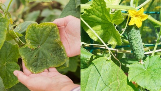 ��� ���������� ��������� �������� ��������� ������� ������ �� ������