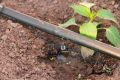 Капельный полив: спасение для дачников