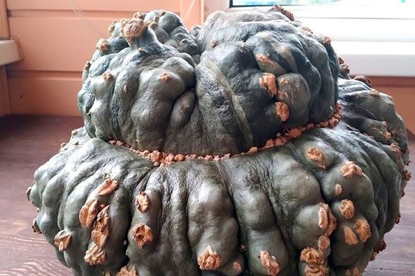 ����� ��������: ������� ����������� � ������������ ��������