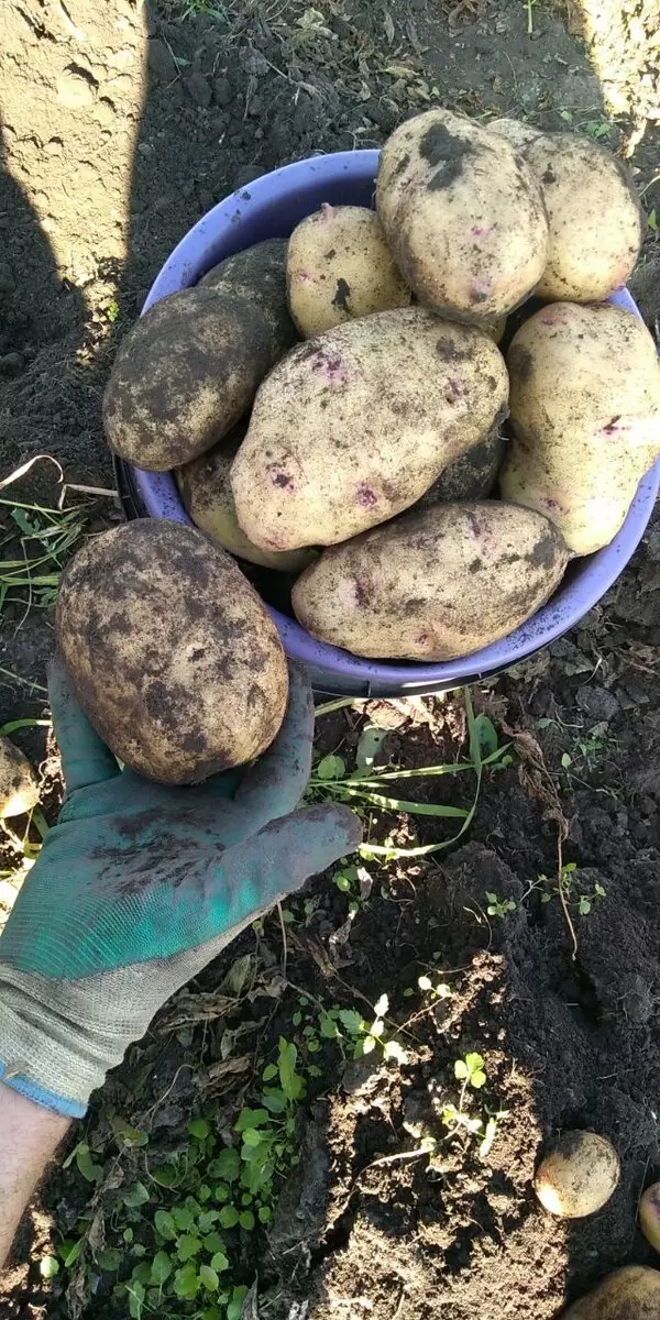 Микориза: секрет здоровья вашего сада и огорода