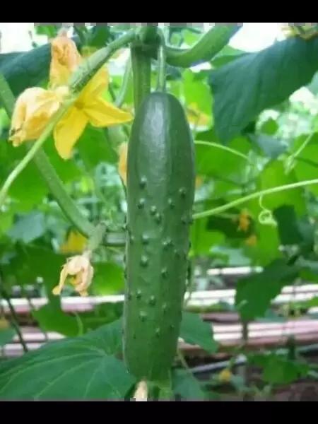 Огурец Бакс: универсальный гибрид с отличными урожаями
