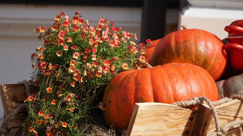 ������� �����: ��� ������� ������ �����, ��������� ���������