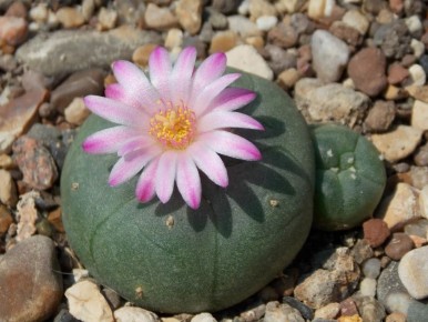 �������, ��������! �� ���������� �������� ������ ����� �� 300 ����� ������