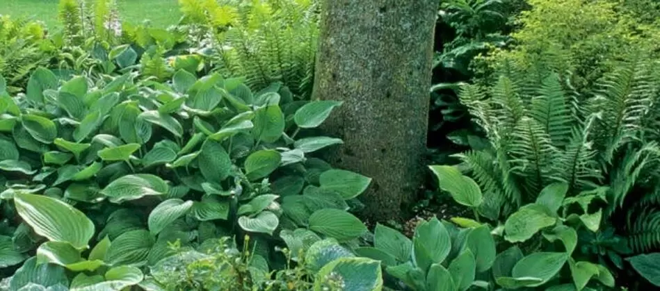 Как преобразовать проблемные зоны в вашем саду в настоящие шедевры