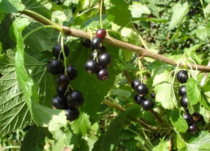 ��������� ����� ��� ������ ���������