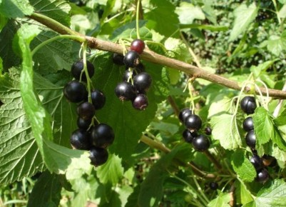 ��������� ����� ��� ������ ���������