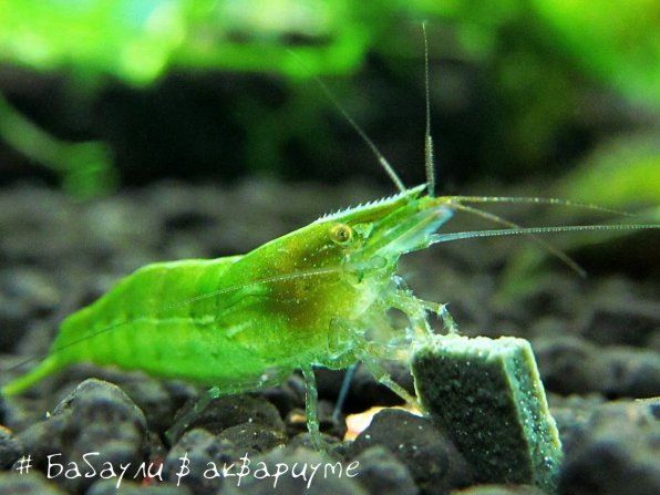 �������� ��������: ��������� ��� �� ����������� ������ � ������