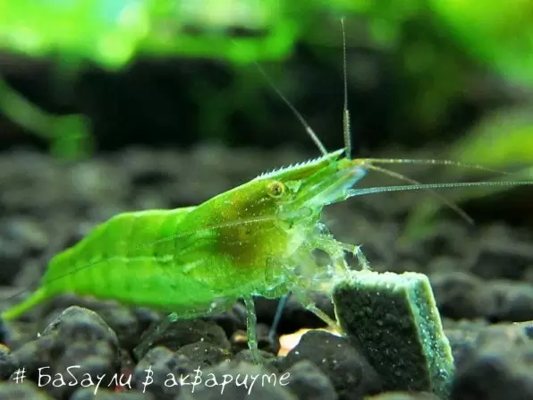 Креветка бабаулти: спокойный гид по одноцветной зелени и морфам