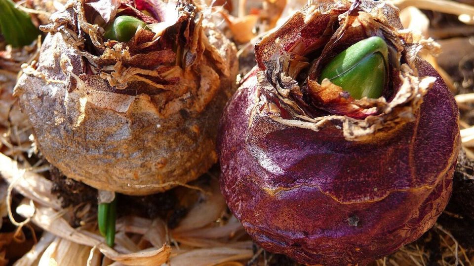 ��� ��������� ������ ��������: ������ ��� ��������� ��������