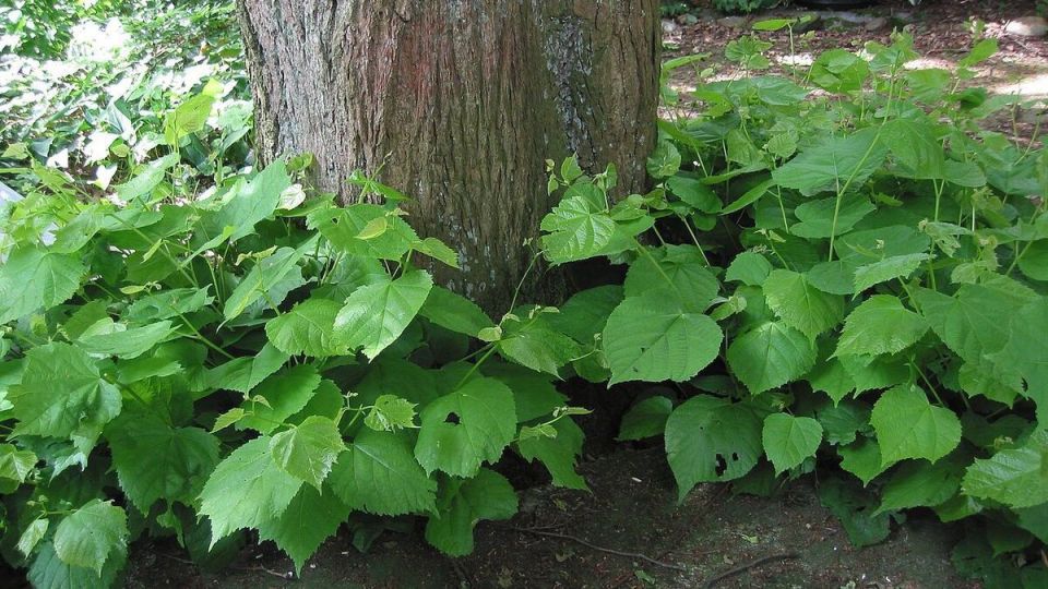 ��� ���������� ���������� �� �������� ������� �� ����� �������