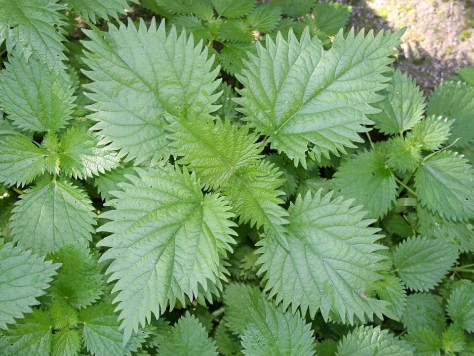 ������� �� ����� �������: ��� ��� ������ ����� ����� ������ ������ ������