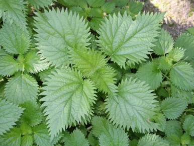 ������� �� ����� �������: ��� ��� ������ ����� ����� ������ ������ ������