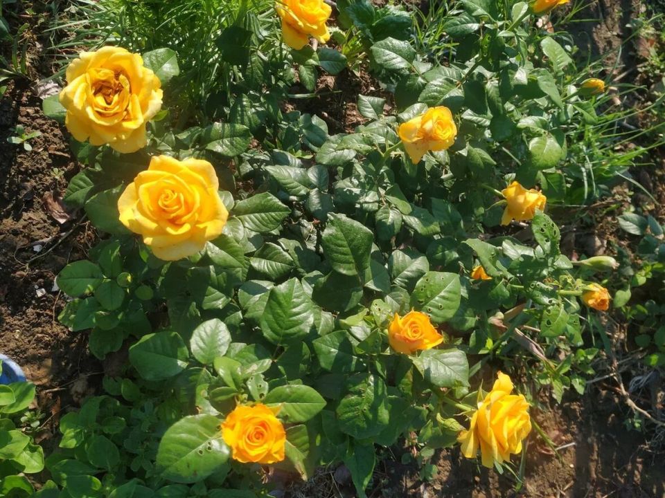 ��� ��������� �������� ���� �����: ��� ������� � �����, ������� ����� �����