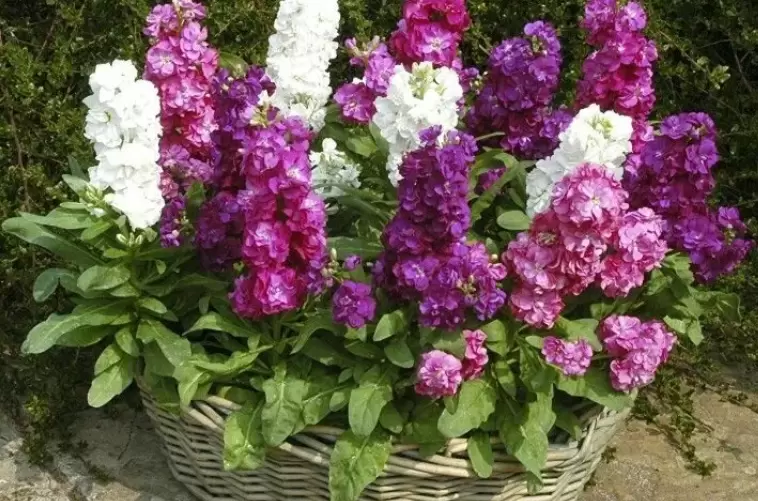 Цветы, устоявшие перед капризами погоды: герои дождливого лета