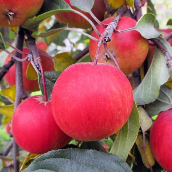 ������ ��������: ������� ������� ������, ������� ��������� ����