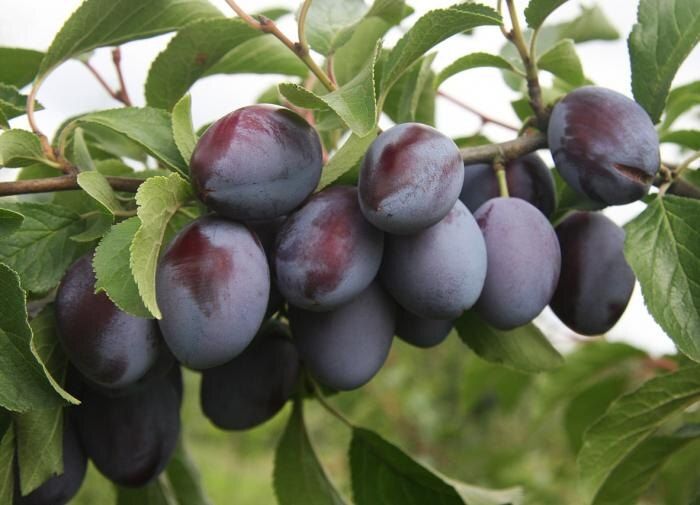 ���������� ����� � ����: ������ ���� ��� ������ ����