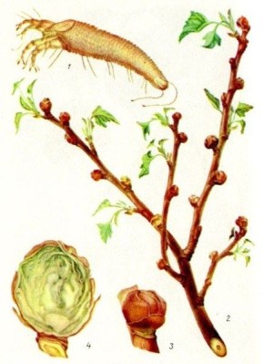 ��� �������� ������ ��������� �� ��������� �����: �������� �������� � ����������� ����