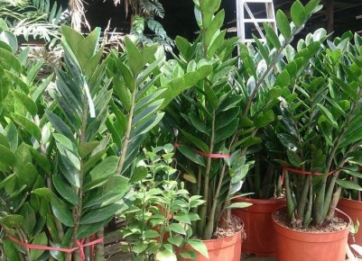 ��� ��������� ������������ � �����: ������� ��������� �����