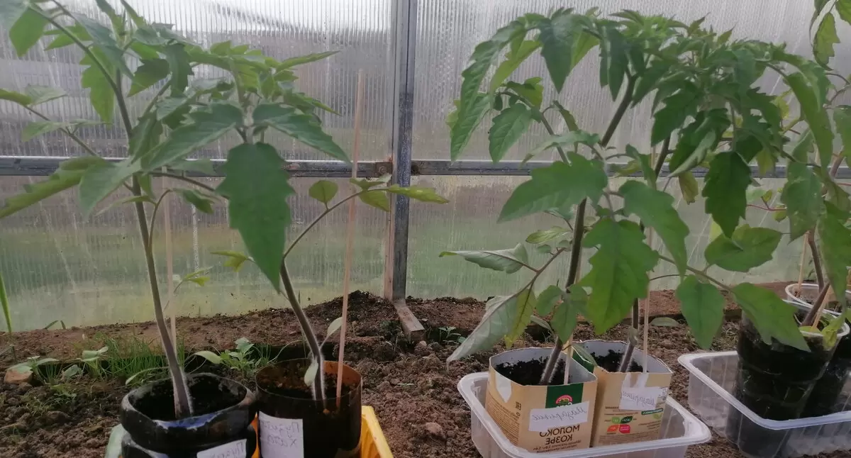 Когда и как правильно пересадить томаты: секреты успешной посадки в теплицу