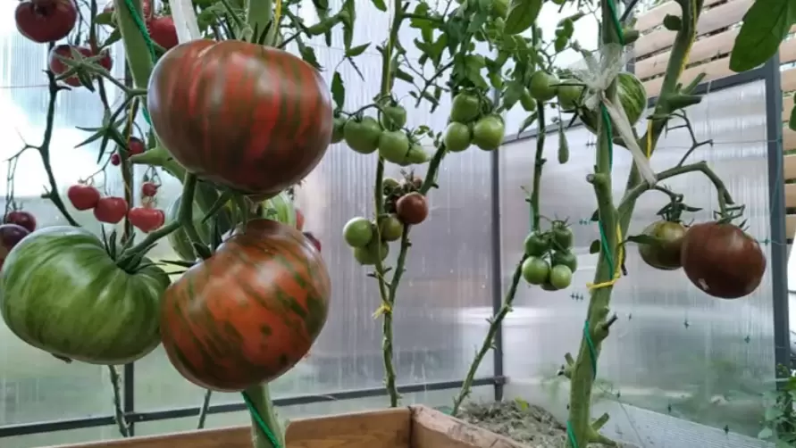 Секреты успешного урожая: Полосатый шоколад разбивает мифы дачников