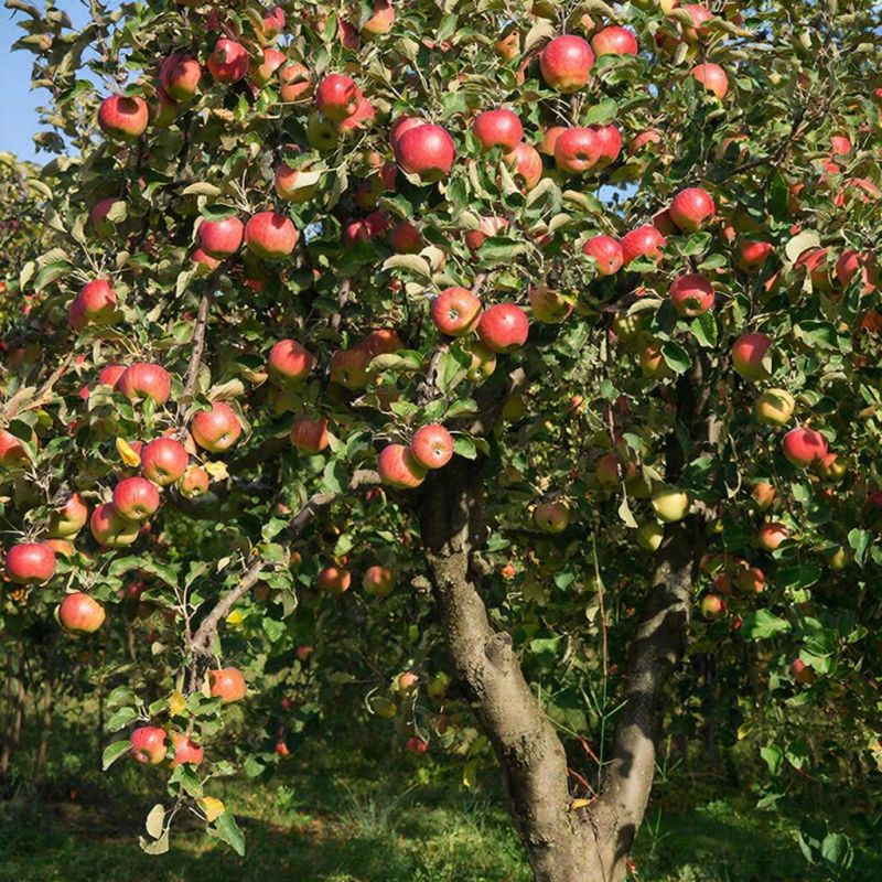 ���� ���������: ��� ������ ������ ������ �� ���� �����