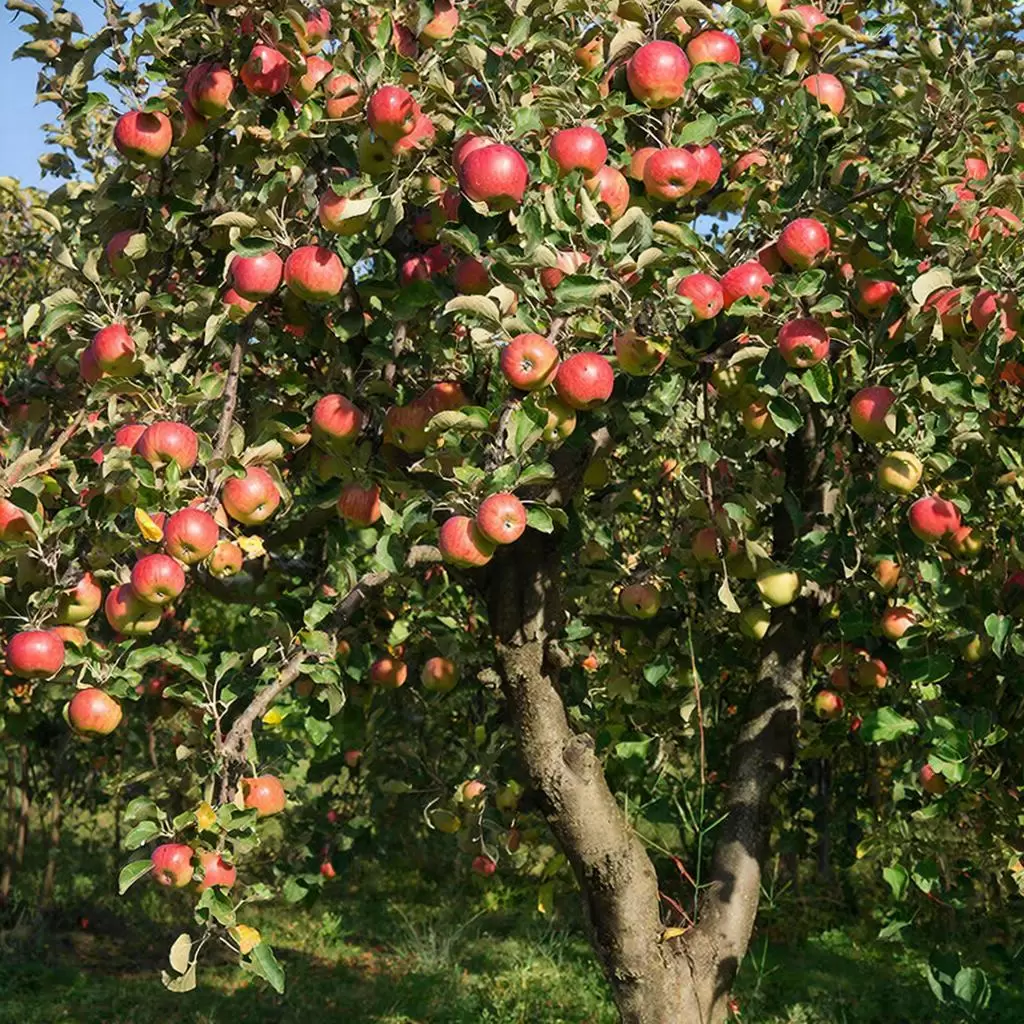 Мифы садоводов: как ржавые гвозди влияют на вкус яблок