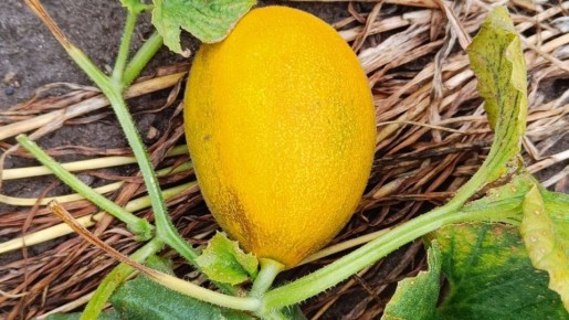 ��� ������������ ����� ����� ����� �����: ������ �� ��������� ��������������