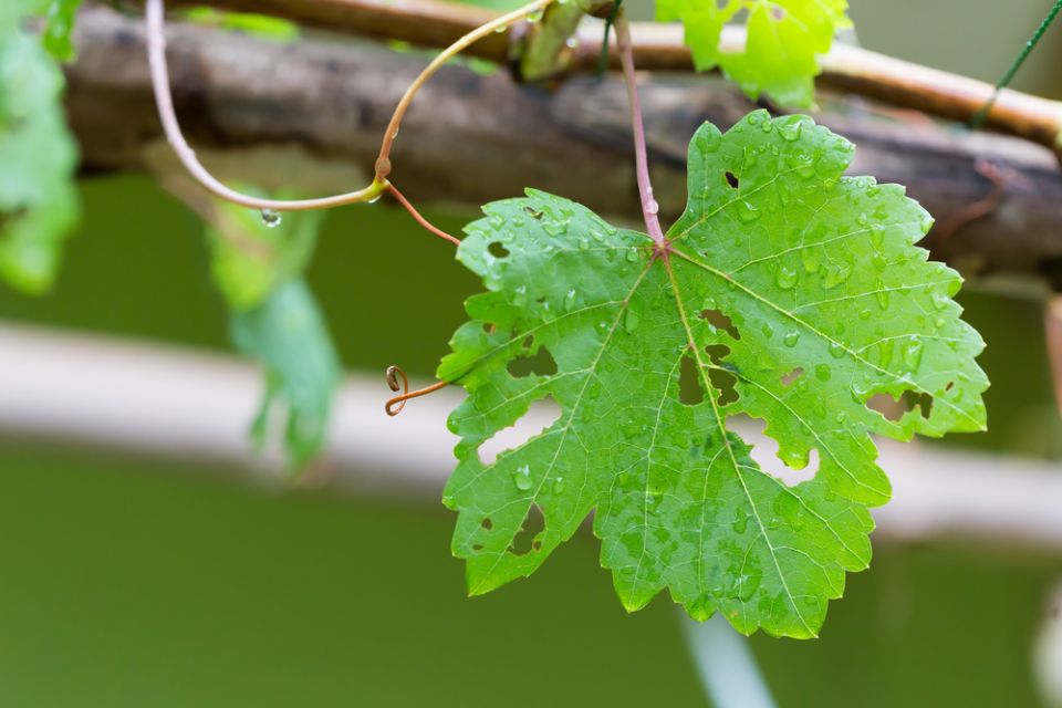 �������� ��� �������: ��� �������� ������ �� ������� ����������