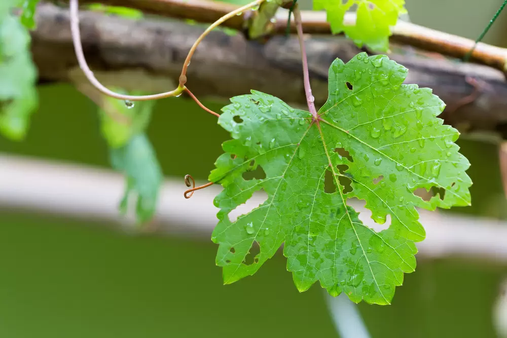 Виноград под угрозой: как защитить урожай от опасных вредителей