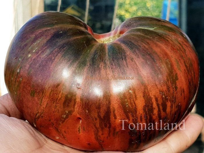 ����� �������� ����: �������� ����� ����� �����