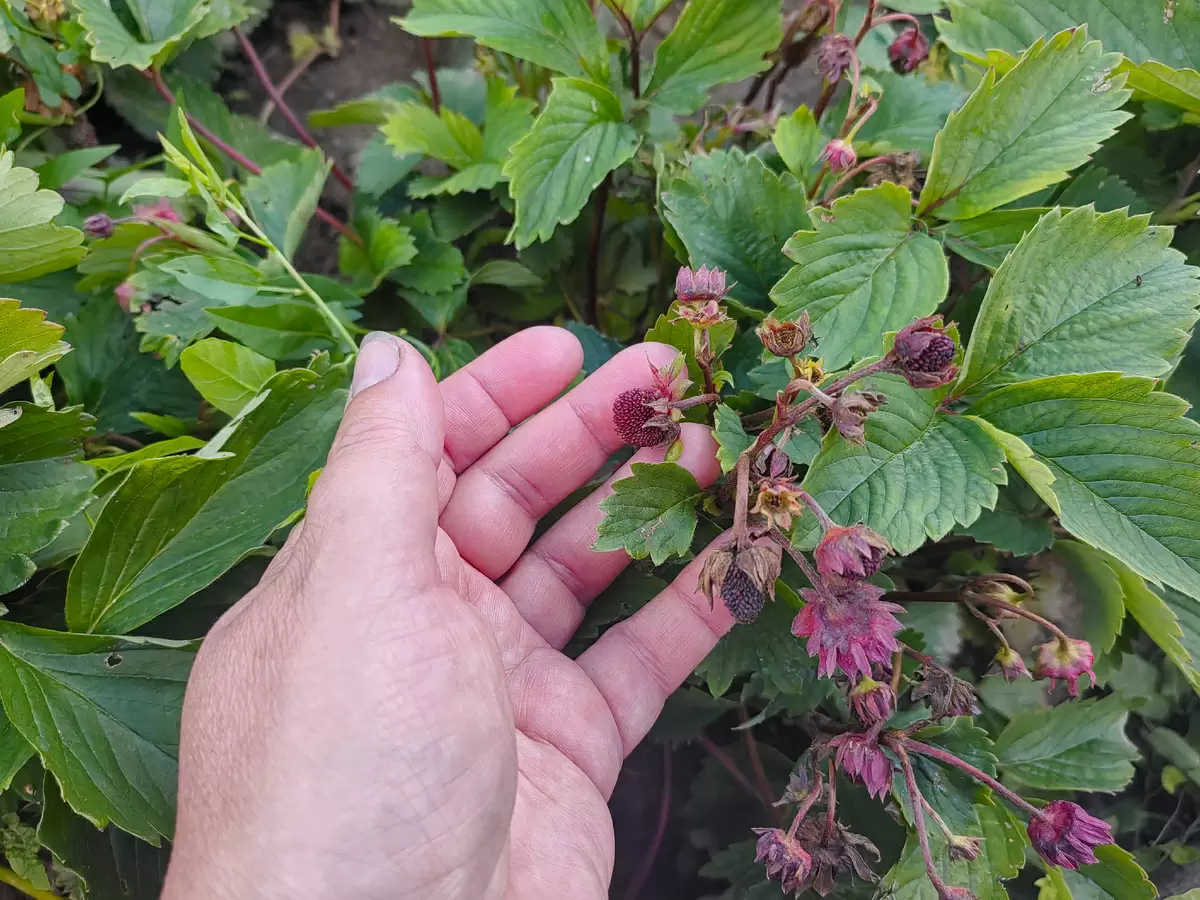 Опасные враги клубники: как не ошибиться с идентификацией вредителей