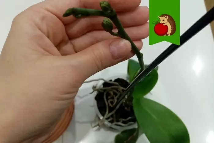 Почему цветоводы кладут кубики льда в горшок с орхидеей?