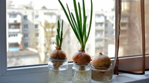 ����� ��������� ����������� �������� ����: ����� ������ ������������� ��������?