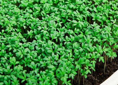 ������ �����-����� ���������� ����������� ��������� ������ �������