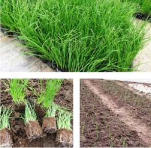 ������� �������� ������� ���� ���������