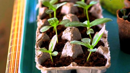 Как вырастить 50 кустов огурцов всего за три недели с помощью яичных лотков