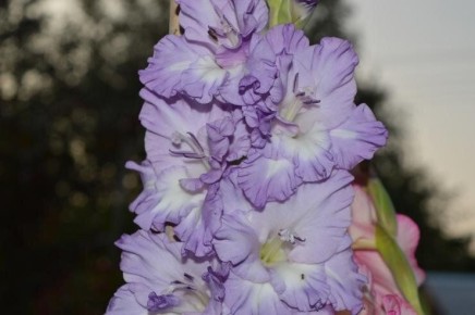 ��������� ����������: �������� ��������� ������ ���������� ��������