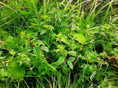 ���� �������: ���������� ������������ �����