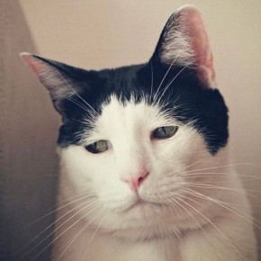 Самый грустный кот в мире. Познакомьтесь с 13-летним котом Панчо из Японии