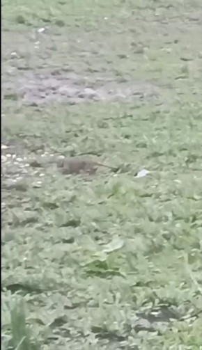 ������� �������� �������� �� ��������� �������� �� ����� ���� �� ��. ������, 261