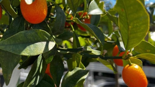 ������� ������� ���� ������� ����������, ��� �� ��������� � ������� �������� ��������