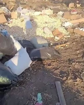 Сотню цыплят спасли со свалки бракованных яиц