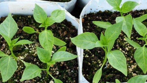 ������ ������� ������� ����� ������� ����������� �� ���� �������